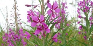 Как сделать употребление напитка максимально полезным