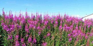 Волшебный иван-чай