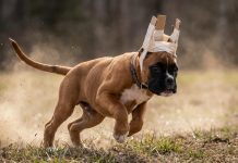 Эстетика и стандарты: все, что нужно знать о купировании ушей у собак