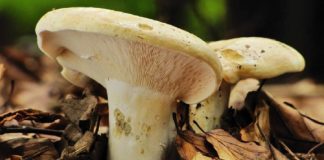 Грузди в лесу