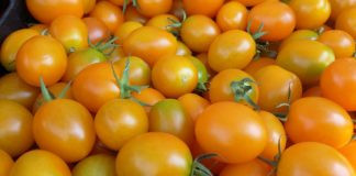 Желтые помидоры