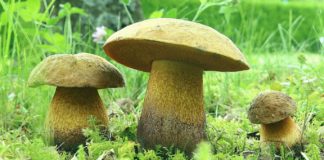 Гриб Маховик