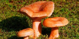 Грибы рыжики