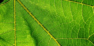 Биологические пигменты