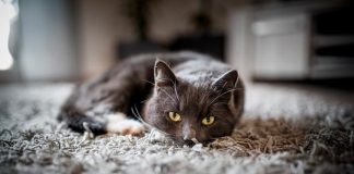 Как высушить ковер после чистки?