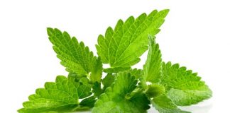 Кому нельзя пить чай с мятой