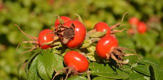 Почему возникает детская аллергия на шиповник