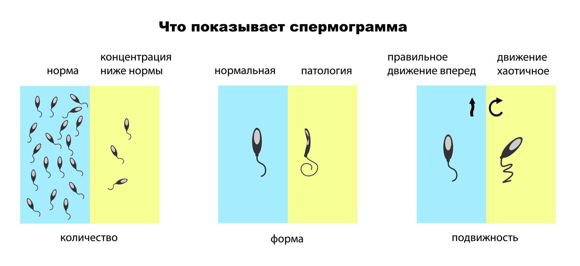 роль спермы в организме фото 16