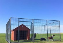 Вольер для собаки: как устроить удобный, безопасный и живой уголок на участке